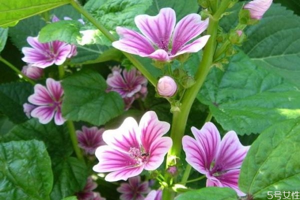 錦葵是一種什么植物呢 錦葵有什么作用呢 錦葵是一種什么植物呢 錦葵有什么作用呢