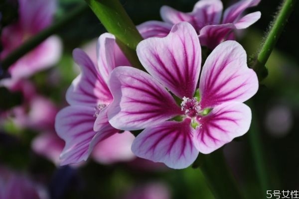 錦葵是一種什么植物呢 錦葵有什么作用呢 錦葵是一種什么植物呢 錦葵有什么作用呢