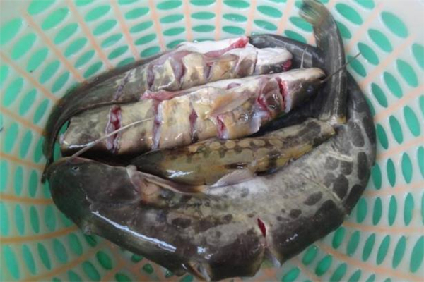 鯰魚(yú)有刺嗎 鯰魚(yú)是一根主刺嗎 鯰魚(yú)有刺嗎 鯰魚(yú)是一根主刺嗎