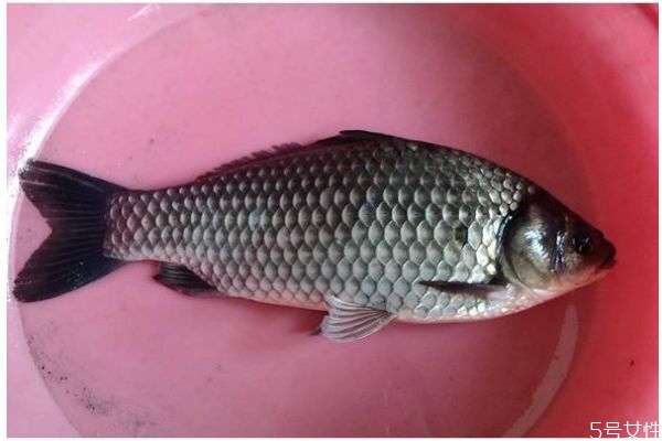 鯽魚有什么營(yíng)養(yǎng)價(jià)值呢 鯽魚怎么做好吃呢