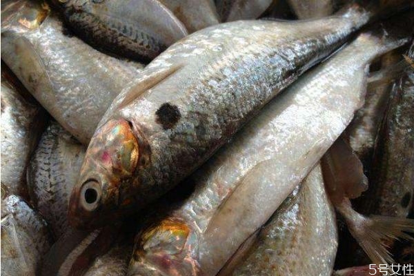 吃小黃魚(yú)有什么好處呢 小黃魚(yú)怎么做好吃呢