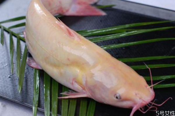 什么是淮王魚呢 淮王魚有什么營(yíng)養(yǎng)價(jià)值呢 什么是淮王魚呢 淮王魚有什么營(yíng)養(yǎng)價(jià)值呢