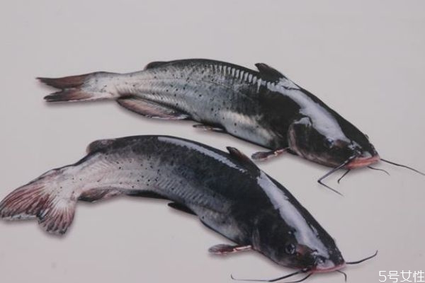 什么是淮王魚呢 淮王魚有什么營(yíng)養(yǎng)價(jià)值呢 什么是淮王魚呢 淮王魚有什么營(yíng)養(yǎng)價(jià)值呢