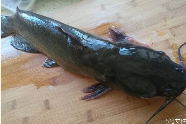 什么是淮王魚呢 淮王魚有什么營(yíng)養(yǎng)價(jià)值呢 什么是淮王魚呢 淮王魚有什么營(yíng)養(yǎng)價(jià)值呢