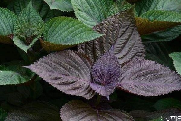 什么是紫蘇葉呢 紫蘇葉有什么營養(yǎng)價(jià)值呢 什么是紫蘇葉呢 紫蘇葉有什么營養(yǎng)價(jià)值呢