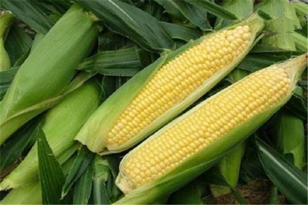 吃玉米的最佳時間 玉米?？梢灾竺鏃l嗎