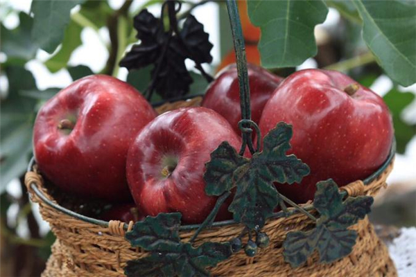 花牛蘋果的皮可以吃嗎 花牛蘋果什么口感 花牛蘋果的皮可以吃嗎 花牛蘋果什么口感