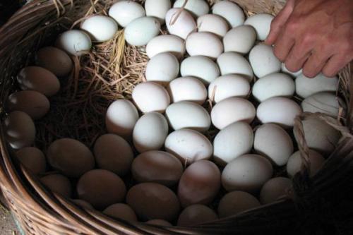 早餐可以吃煮鴨蛋嗎 酒釀蛋可以用鴨蛋嗎 早餐可以吃煮鴨蛋嗎 酒釀蛋可以用鴨蛋嗎