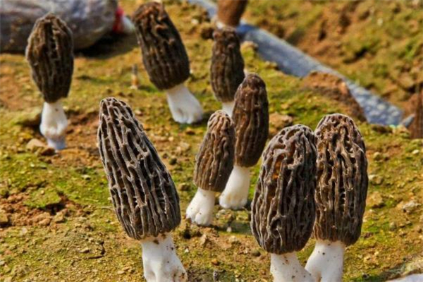 羊肚菌需要焯水嗎 羊肚菌不泡發(fā)可以吃嗎 羊肚菌需要焯水嗎 羊肚菌不泡發(fā)可以吃嗎