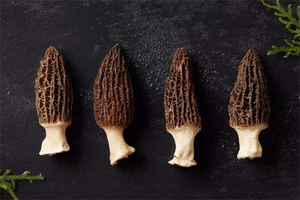 羊肚菌需要焯水嗎 羊肚菌不泡發(fā)可以吃嗎 羊肚菌需要焯水嗎 羊肚菌不泡發(fā)可以吃嗎