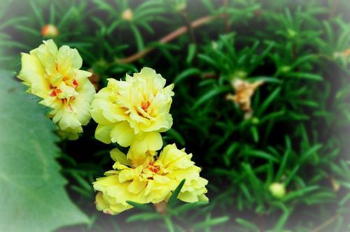 午時花是什么 午時花有哪些藥用價值 午時花是什么 午時花有哪些藥用價值