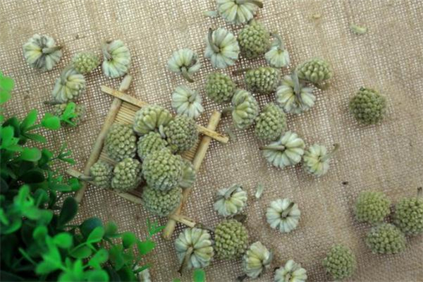 綠蘿花茶是什么味道 綠蘿花茶苦嗎 綠蘿花茶是什么味道 綠蘿花茶苦嗎