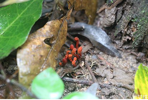 怎么判斷體內(nèi)有無蜱蟲 蜱蟲會寄生在人身上嗎 怎么判斷體內(nèi)有無蜱蟲 蜱蟲會寄生在人身上嗎