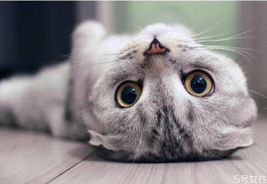 養(yǎng)貓一個月多少錢 養(yǎng)貓費錢還是養(yǎng)狗費錢 養(yǎng)貓一個月多少錢 養(yǎng)貓費錢還是養(yǎng)狗費錢