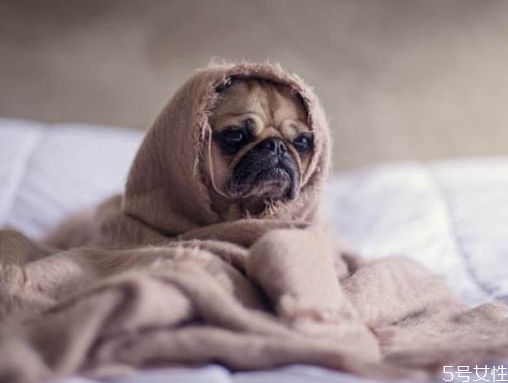 狗狗身上有跳蚤怎么處理 狗跳蚤在人身上能活嗎 狗狗身上有跳蚤怎么處理 狗跳蚤在人身上能活嗎