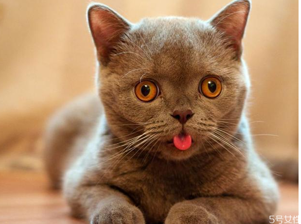 貓咪假孕多久消退 貓假懷孕怎么辦 貓咪假孕多久消退 貓假懷孕怎么辦