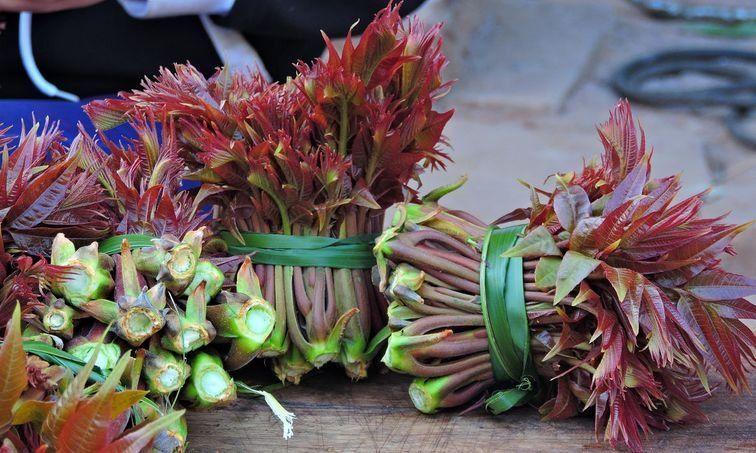 香椿頭有什么功效與作用 香椿頭的功效與禁忌 香椿頭有什么功效與作用 香椿頭的功效與禁忌