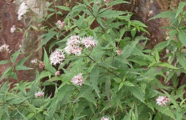 野馬追的功效與作用 野馬追的副作用與禁忌 野馬追的功效與作用 野馬追的副作用與禁忌