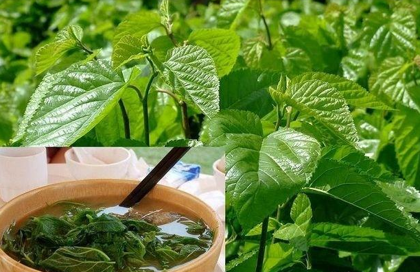 喝桑葉茶能減肥嗎?有什么副作用？