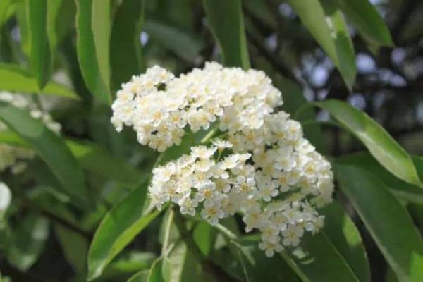石楠花的花期有多長 石楠花養(yǎng)多長時(shí)間會開花