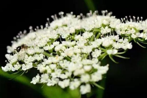 石楠花的花期有多長 石楠花養(yǎng)多長時(shí)間會開花