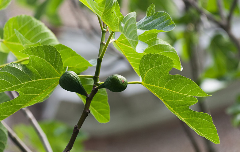 5種人不能吃無(wú)花果 孕婦能不能吃無(wú)花果 5種人不能吃無(wú)花果 孕婦能不能吃無(wú)花果