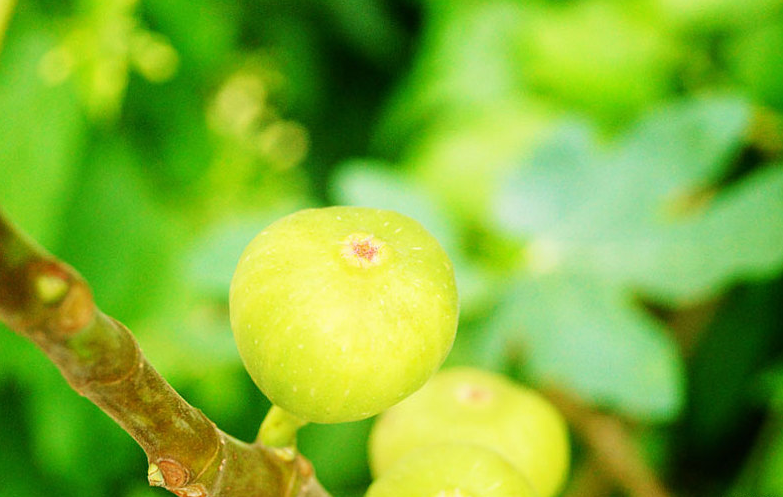 5種人不能吃無(wú)花果 孕婦能不能吃無(wú)花果 5種人不能吃無(wú)花果 孕婦能不能吃無(wú)花果