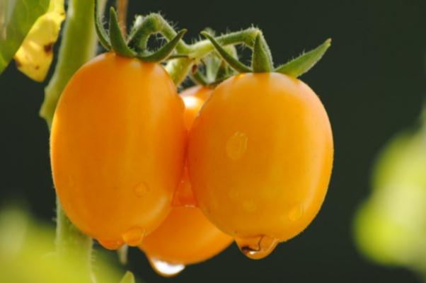 圣女果不能和什么水果一起吃 圣女果不能和牛奶一起吃嗎 圣女果不能和什么水果一起吃 圣女果不能和牛奶一起吃嗎