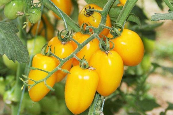 圣女果不能和什么水果一起吃 圣女果不能和牛奶一起吃嗎 圣女果不能和什么水果一起吃 圣女果不能和牛奶一起吃嗎