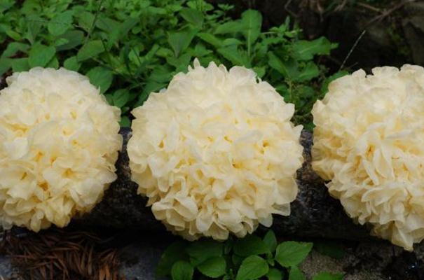 銀耳對(duì)孕婦的好處 懷孕吃銀耳的好處 銀耳對(duì)孕婦的好處 懷孕吃銀耳的好處