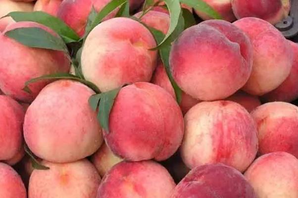 水蜜桃會上火嗎 水蜜桃上火還是降火 水蜜桃會上火嗎 水蜜桃上火還是降火