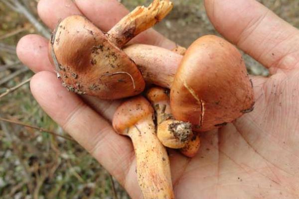 松蘑是松茸嗎 松蘑是高嘌呤食物嗎 松蘑是松茸嗎 松蘑是高嘌呤食物嗎