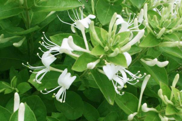 金銀花會(huì)影響睡眠嗎 晚上喝金銀花失眠嗎 金銀花會(huì)影響睡眠嗎 晚上喝金銀花失眠嗎