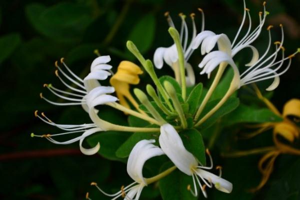 金銀花會(huì)影響睡眠嗎 晚上喝金銀花失眠嗎 金銀花會(huì)影響睡眠嗎 晚上喝金銀花失眠嗎