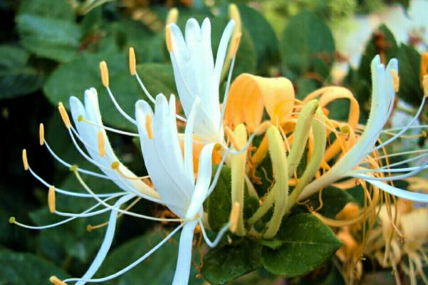 金銀花會(huì)拉肚子嗎 金銀花拉肚子能喝嗎 金銀花會(huì)拉肚子嗎 金銀花拉肚子能喝嗎