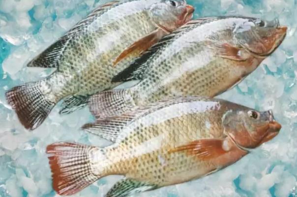 羅非魚會(huì)過(guò)敏嗎 過(guò)敏體質(zhì)的人可以吃羅非魚嗎