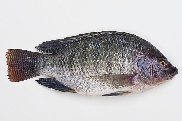 羅非魚會(huì)過(guò)敏嗎 過(guò)敏體質(zhì)的人可以吃羅非魚嗎