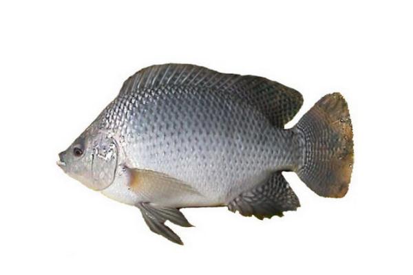 羅非魚會(huì)過(guò)敏嗎 過(guò)敏體質(zhì)的人可以吃羅非魚嗎