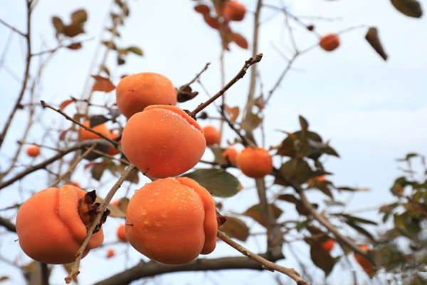 柿子能空腹吃嗎 柿子能多吃嗎 柿子能空腹吃嗎 柿子能多吃嗎