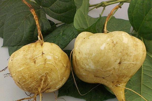 涼薯不適合什么人吃 涼薯不能和什么同吃 涼薯不適合什么人吃 涼薯不能和什么同吃