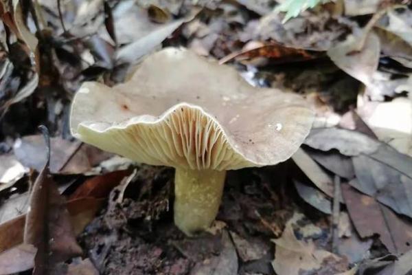 蘑菇什么樣子不能吃 蘑菇為什么有毒 蘑菇什么樣子不能吃 蘑菇為什么有毒