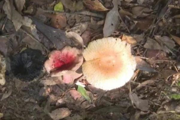 蘑菇什么樣子不能吃 蘑菇為什么有毒 蘑菇什么樣子不能吃 蘑菇為什么有毒