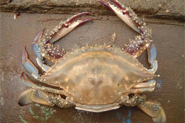 梭子蟹清蒸多少分鐘 梭子蟹蒸完了里面是黑的 梭子蟹清蒸多少分鐘 梭子蟹蒸完了里面是黑的