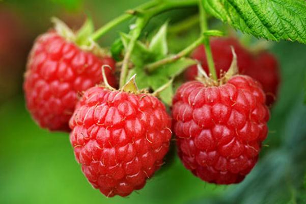 樹莓是發(fā)物嗎 樹莓是草莓嗎 樹莓是發(fā)物嗎 樹莓是草莓嗎