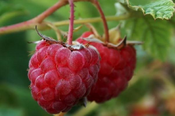 樹莓是發(fā)物嗎 樹莓是草莓嗎 樹莓是發(fā)物嗎 樹莓是草莓嗎