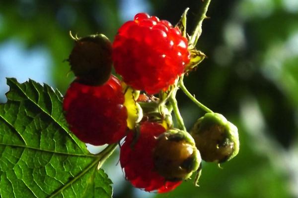 樹莓是發(fā)物嗎 樹莓是草莓嗎 樹莓是發(fā)物嗎 樹莓是草莓嗎