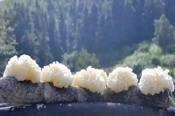 銀耳孕婦可以吃嗎 銀耳孕婦吃了有什么好處 銀耳孕婦可以吃嗎 銀耳孕婦吃了有什么好處