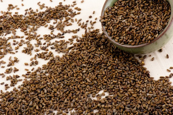 決明子是不是涼性的 決明子會(huì)上火嗎 決明子是不是涼性的 決明子會(huì)上火嗎