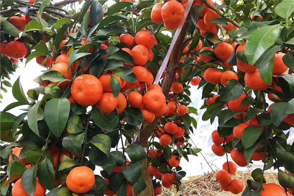 沙糖桔含糖量高不高 沙糖桔含糖量是多少 沙糖桔含糖量高不高 沙糖桔含糖量是多少