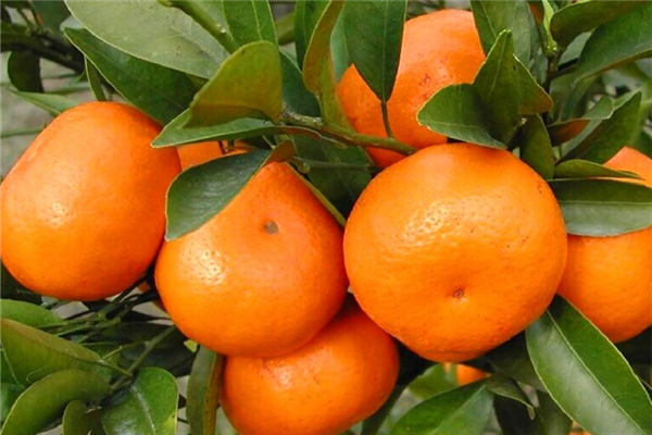沙糖桔含糖量高不高 沙糖桔含糖量是多少 沙糖桔含糖量高不高 沙糖桔含糖量是多少
